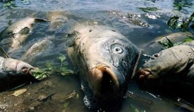 Из-за работы местного спиртзавода в Нижегородской области начала массово гибнуть рыба